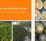 Giá Trái Cây Tại Chợ Đầu Mối Thủ Đức