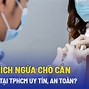 Vnvc Có Chích Ngừa Chó Cắn Không